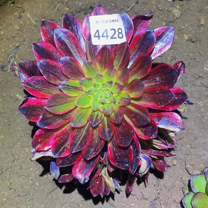 4428莫兰迪多肉植物