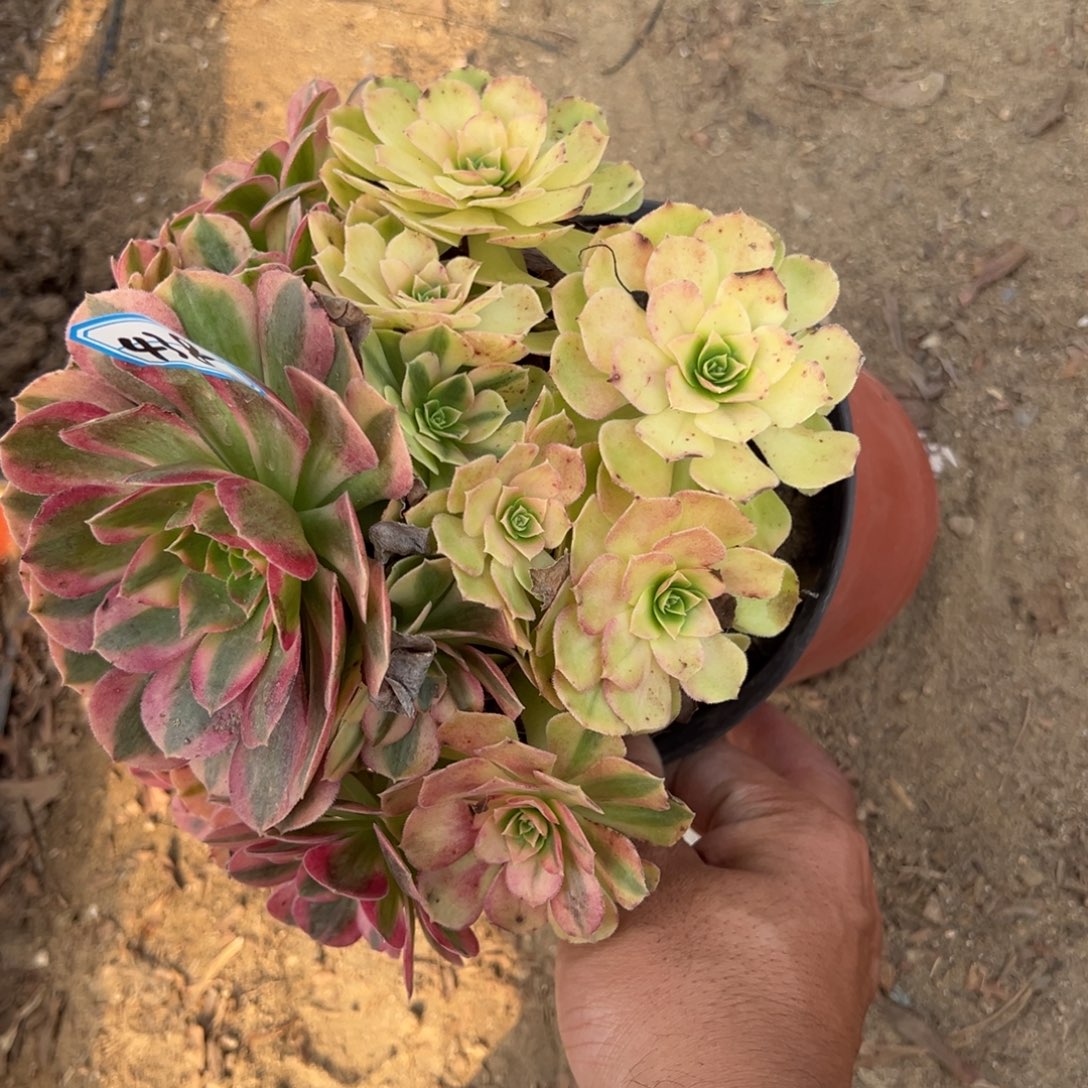 438雨荷多肉植物法师多肉