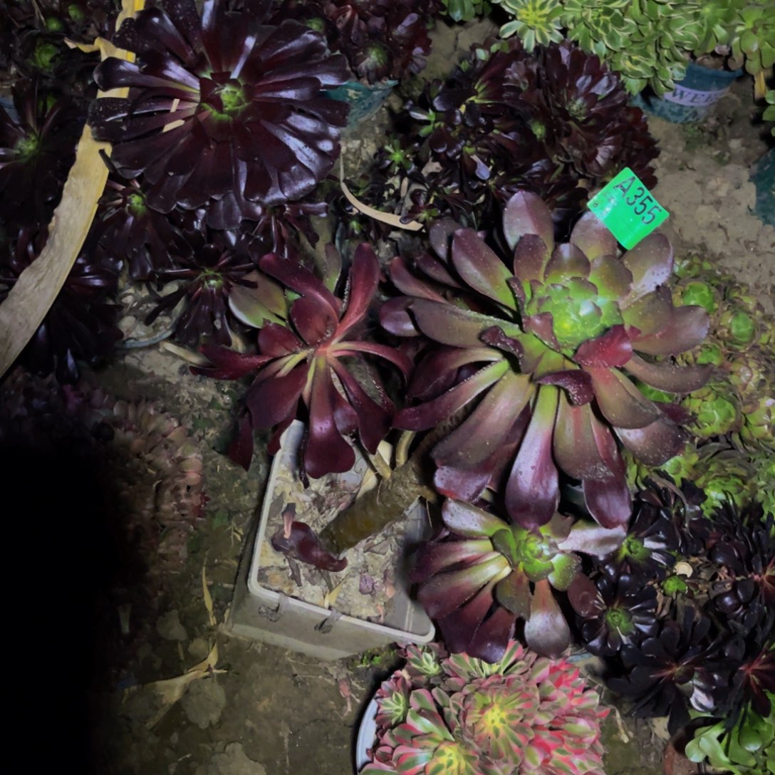 无毒法师朵朵5-52