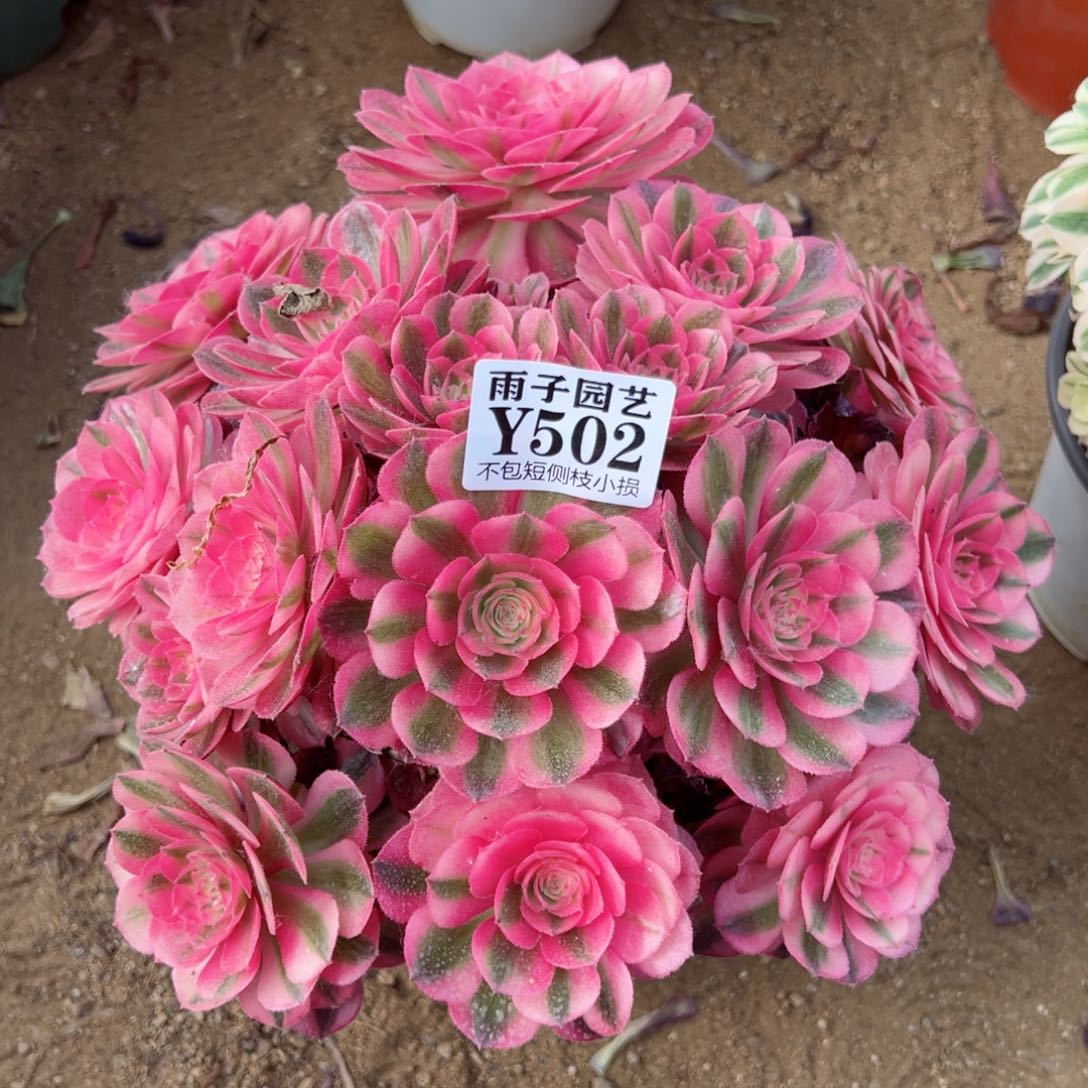 502荔枝尺寸23左右