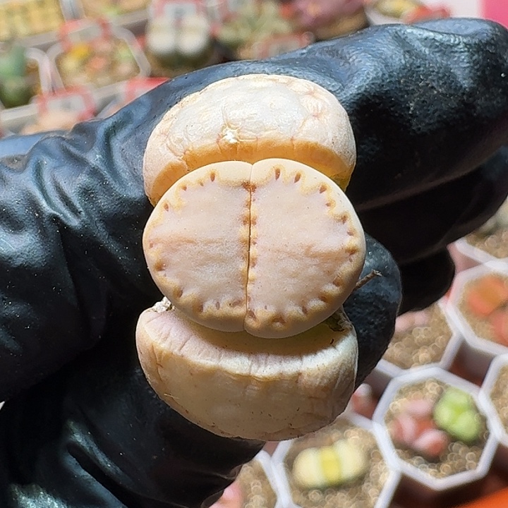 ✿*乐生石花11111111。   136