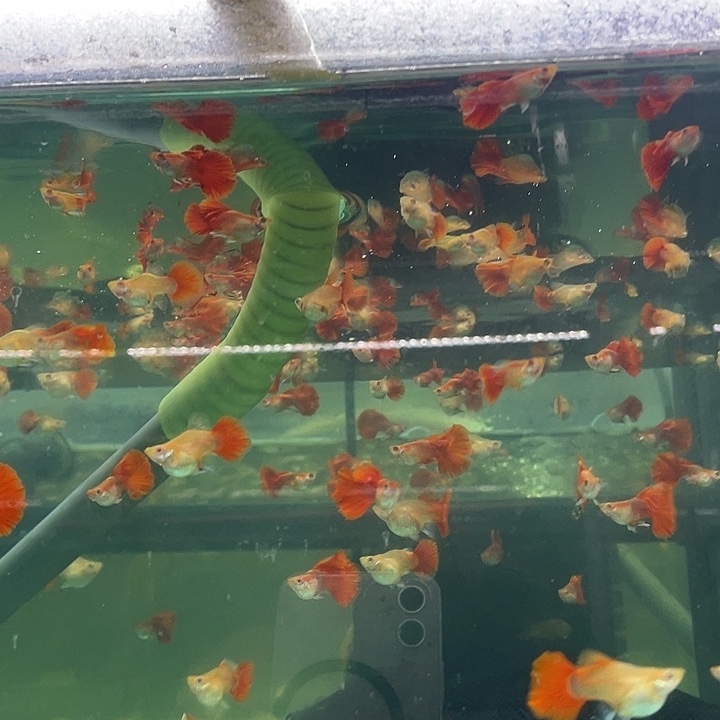 孔雀鱼褶扇白子球