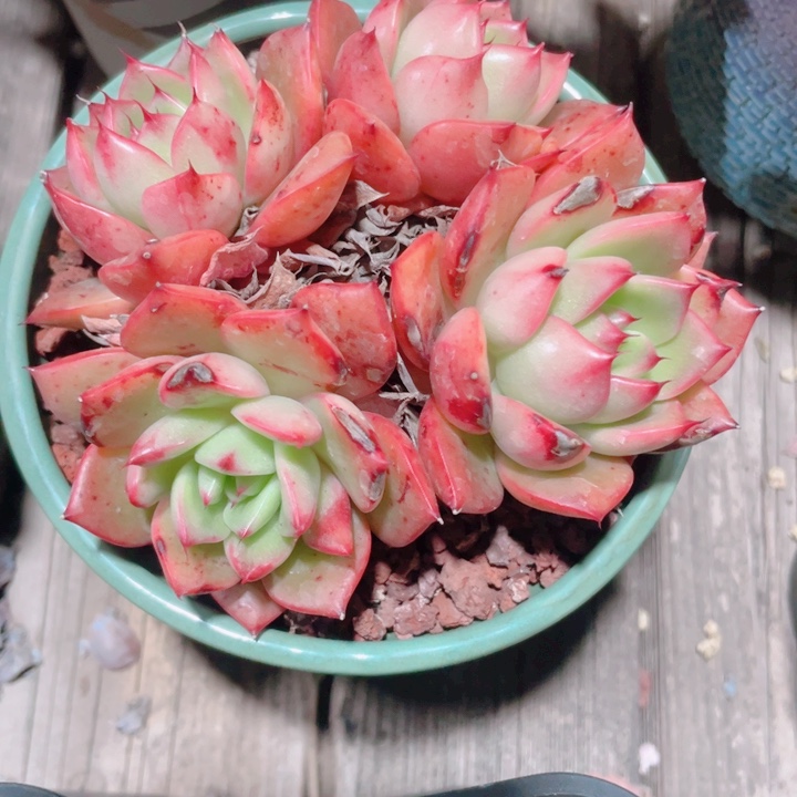 多肉植物多肉植物