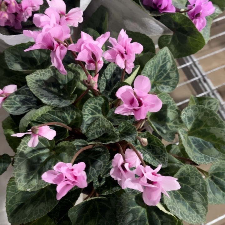 全部花苞小风车仙客来