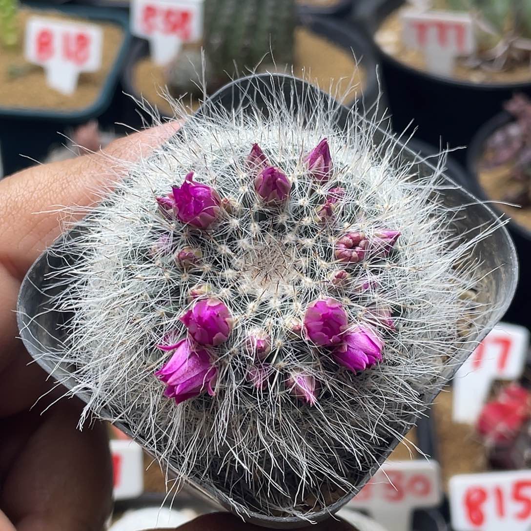 实生紫花长毛银河玉翁 带盆土包邮