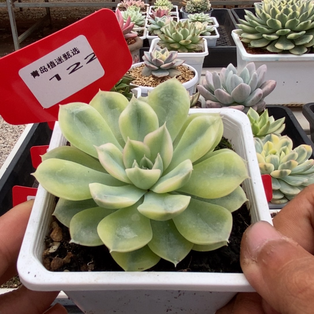 122号抹茶菩提锦多肉植物