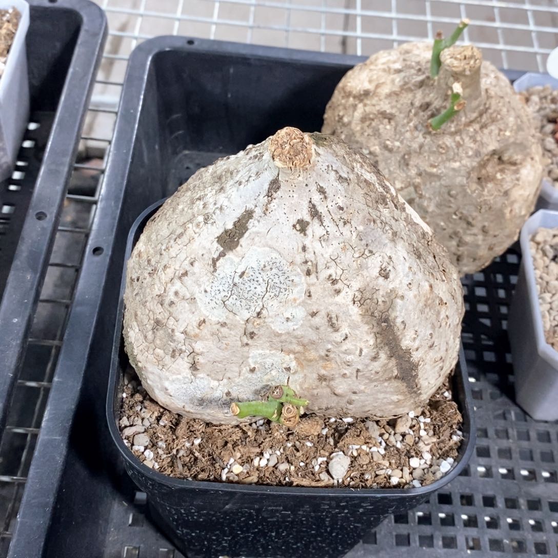 绿松石西番莲多肉植物