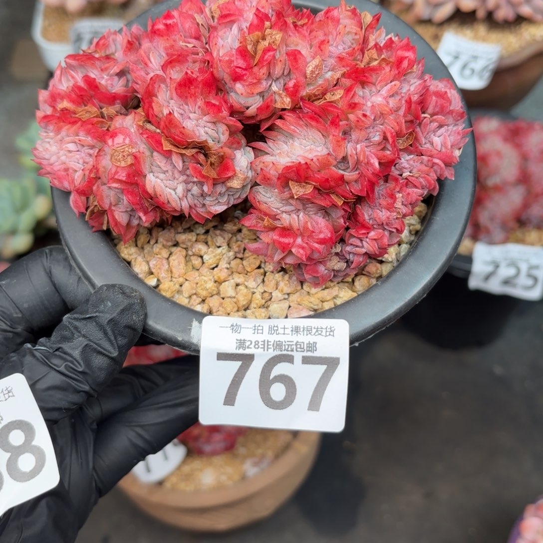 百***友贝瑞缀化无盆土发货