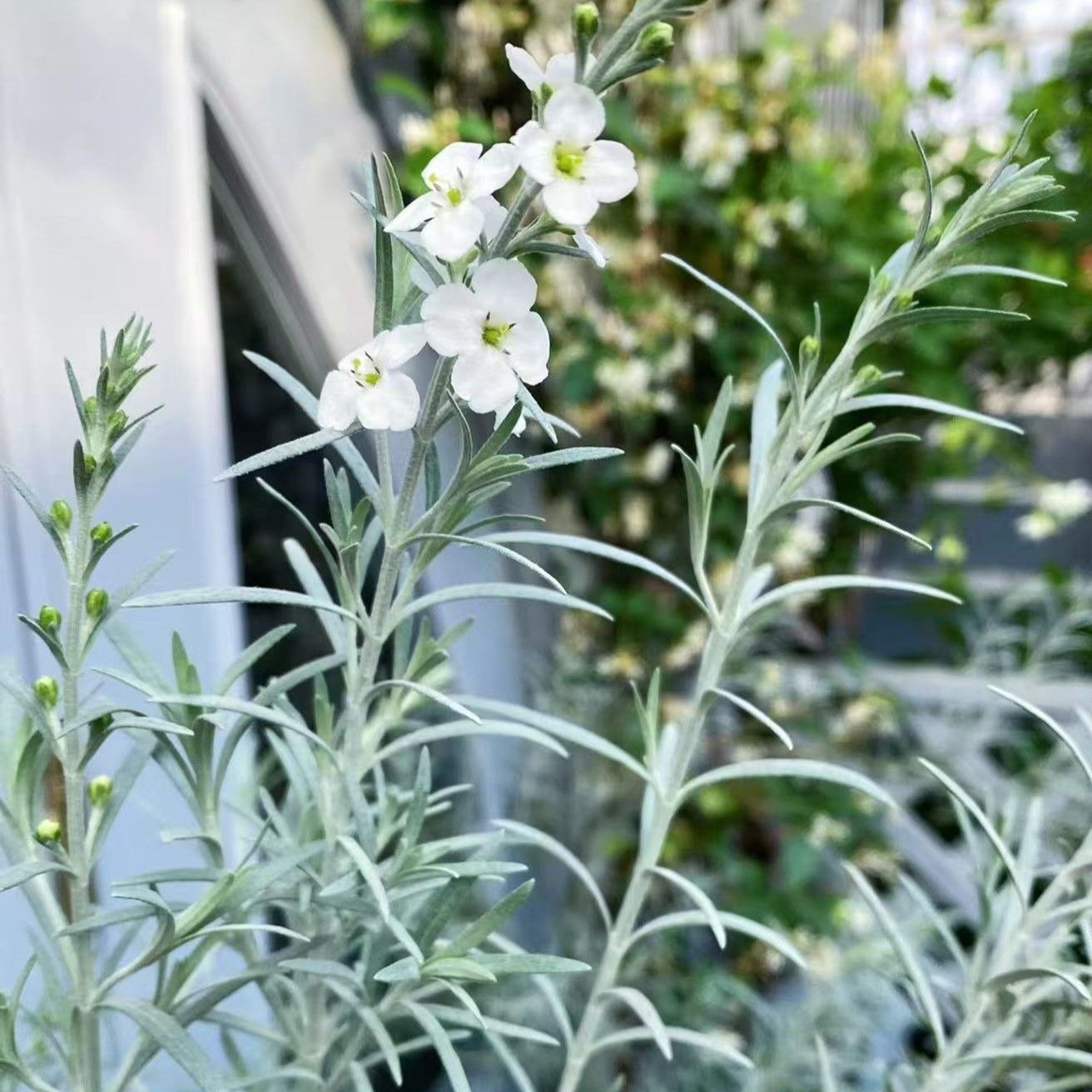 花园柳叶星河花日本进口银色叶片白色碎花耐热盆栽地栽庭院