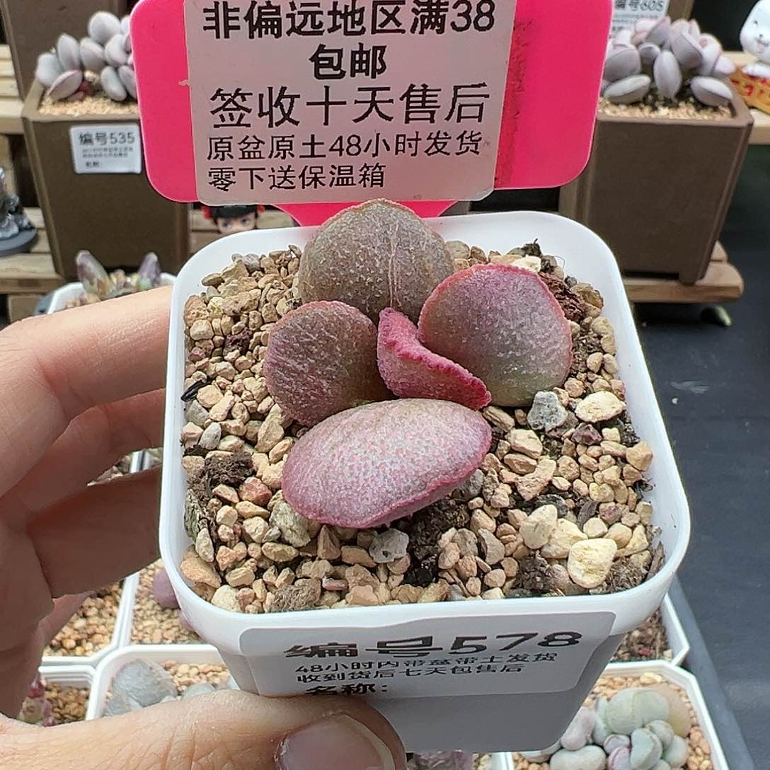 578妖姬多肉植物