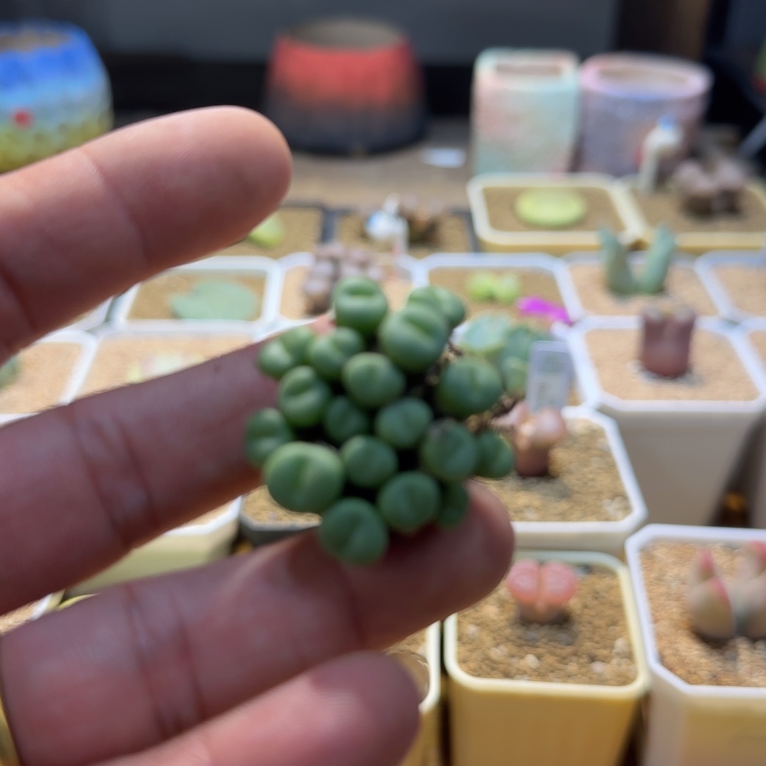 .***এ好喜欢看肖蘸和顾盼