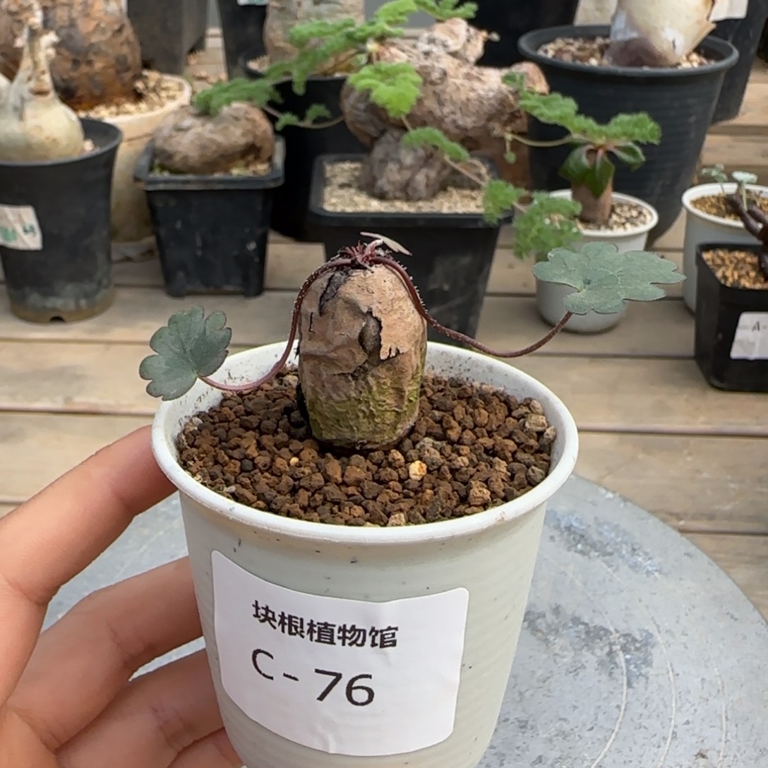 76肾叶洋葵块根植物