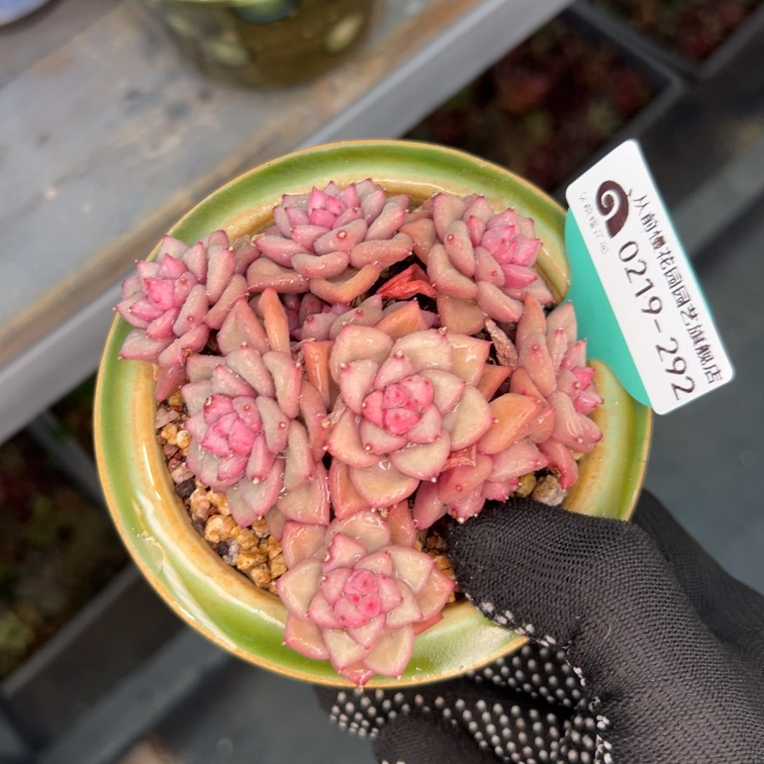 多肉一物一拍0219-292