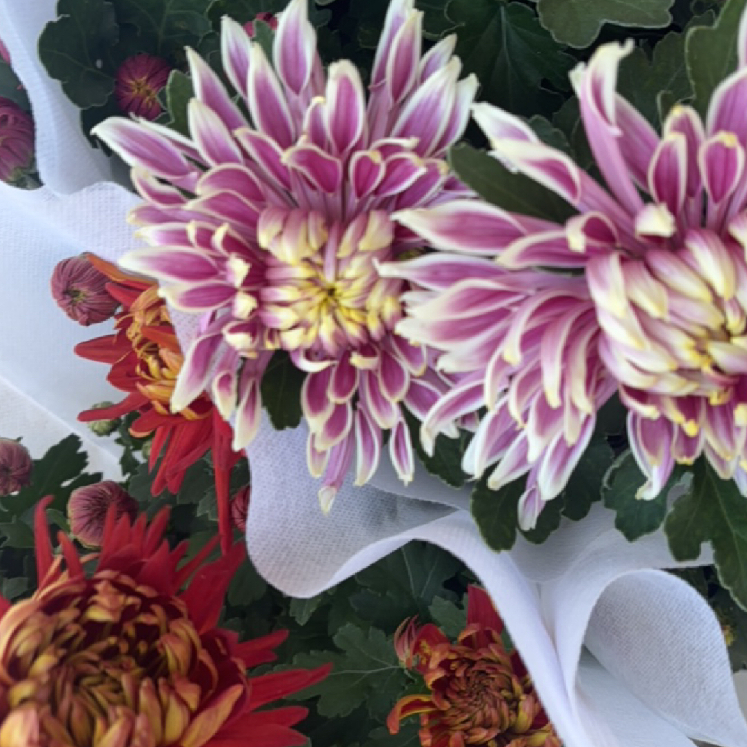 【大花菊】花卉耐寒耐热适合阳台庭院种植