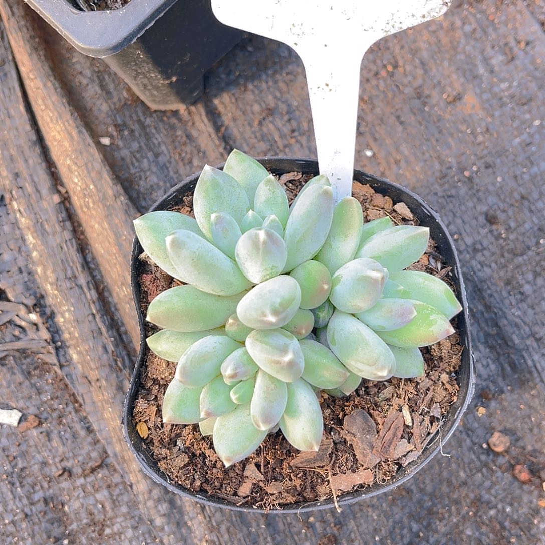 马****0000000000000000610