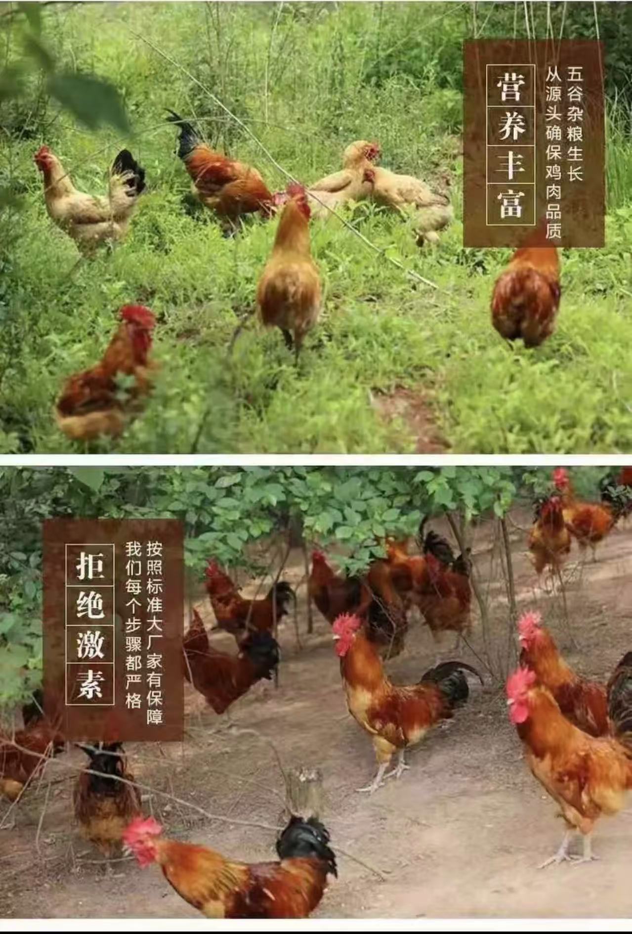 3年老公鸡9斤自家散养吃五谷杂粮长大（全）