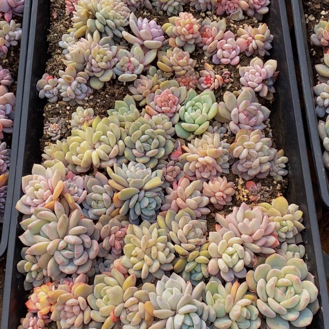 429的人生态度是一种