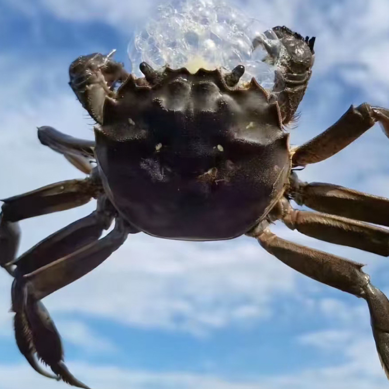 河蟹公2.0-5.0两（规格）一只