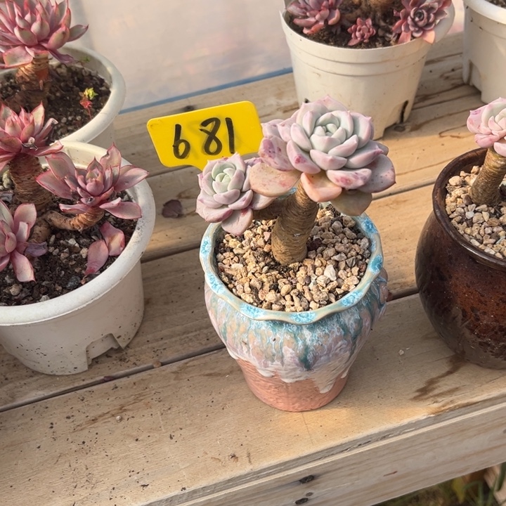 鎂***辰粉斑碟多肉植物6 8 1