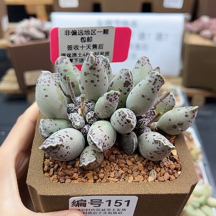 151白肌海豹多肉