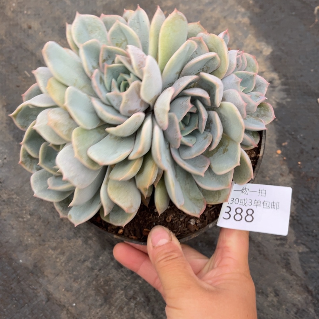388菲欧娜群多肉植物