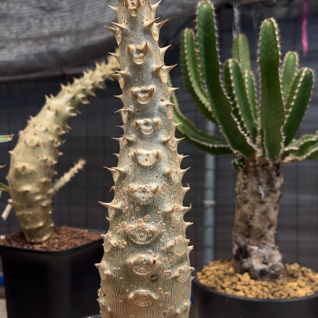 448巴士棒槌块根植物脱土发货