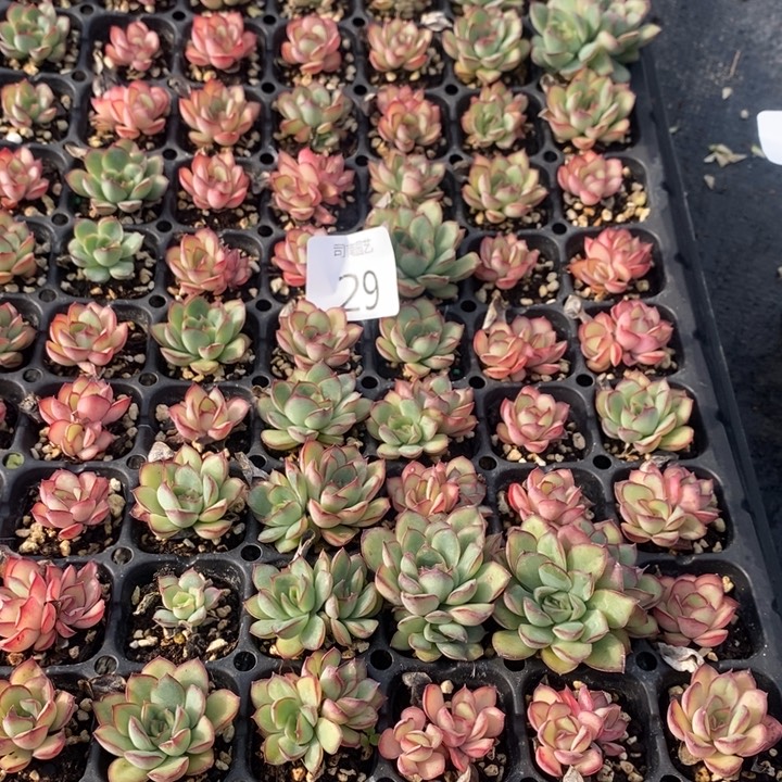 29 多肉植物盆栽花卉