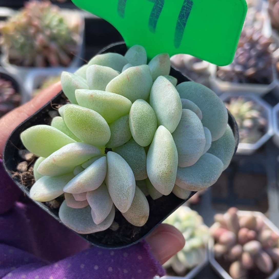 991冰玉石化多肉植物