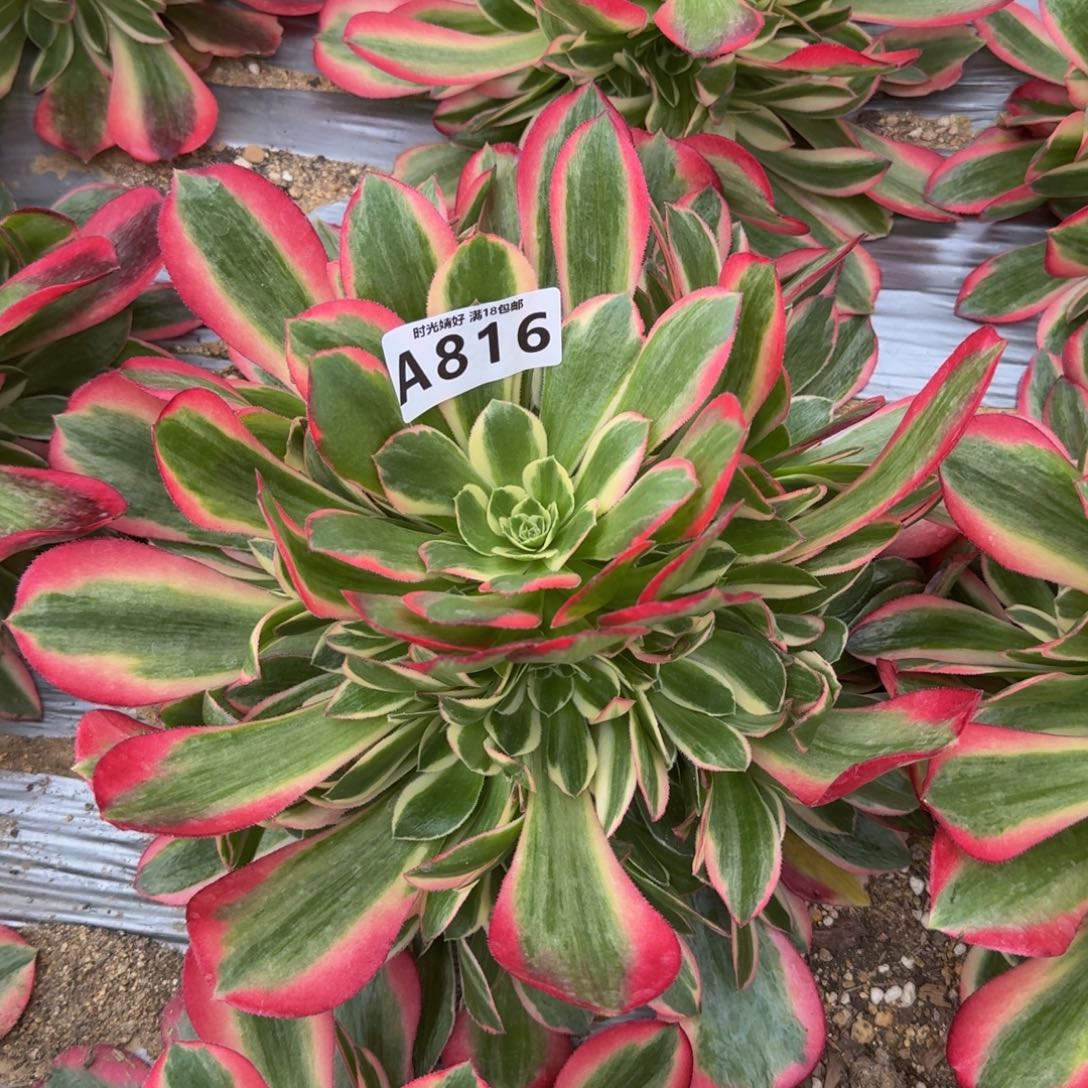 816妖月。多肉植物