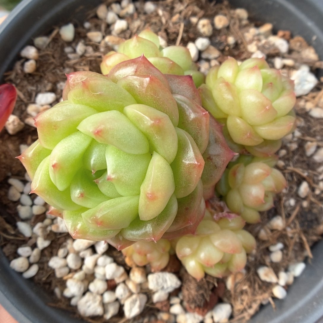 灯泡珍妮自然群772号