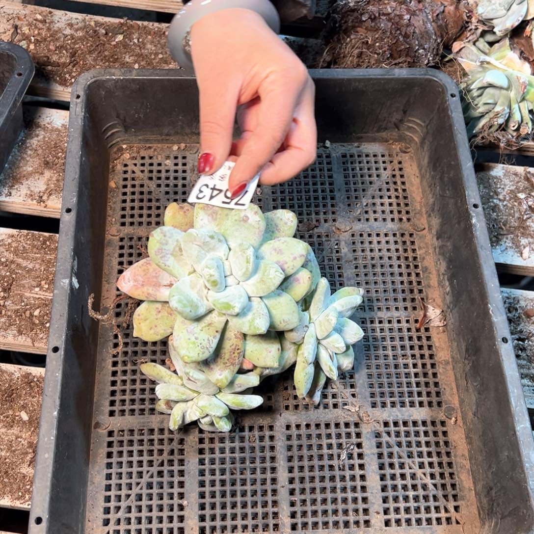 7543哈哈哈哈哈哈哈哈