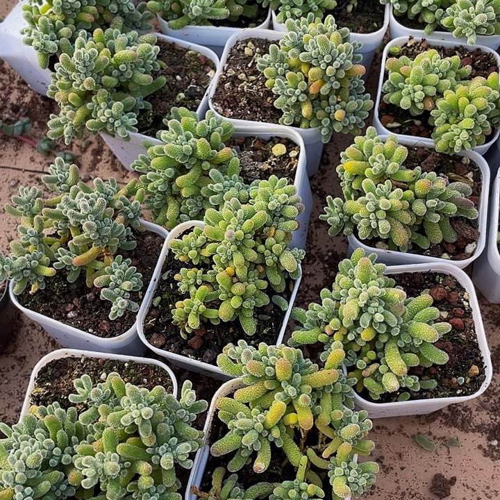 冰晶枝干带盆土发