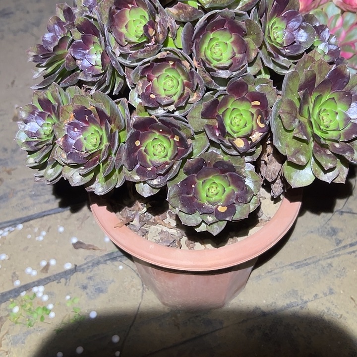 不包侧枝一物一拍130