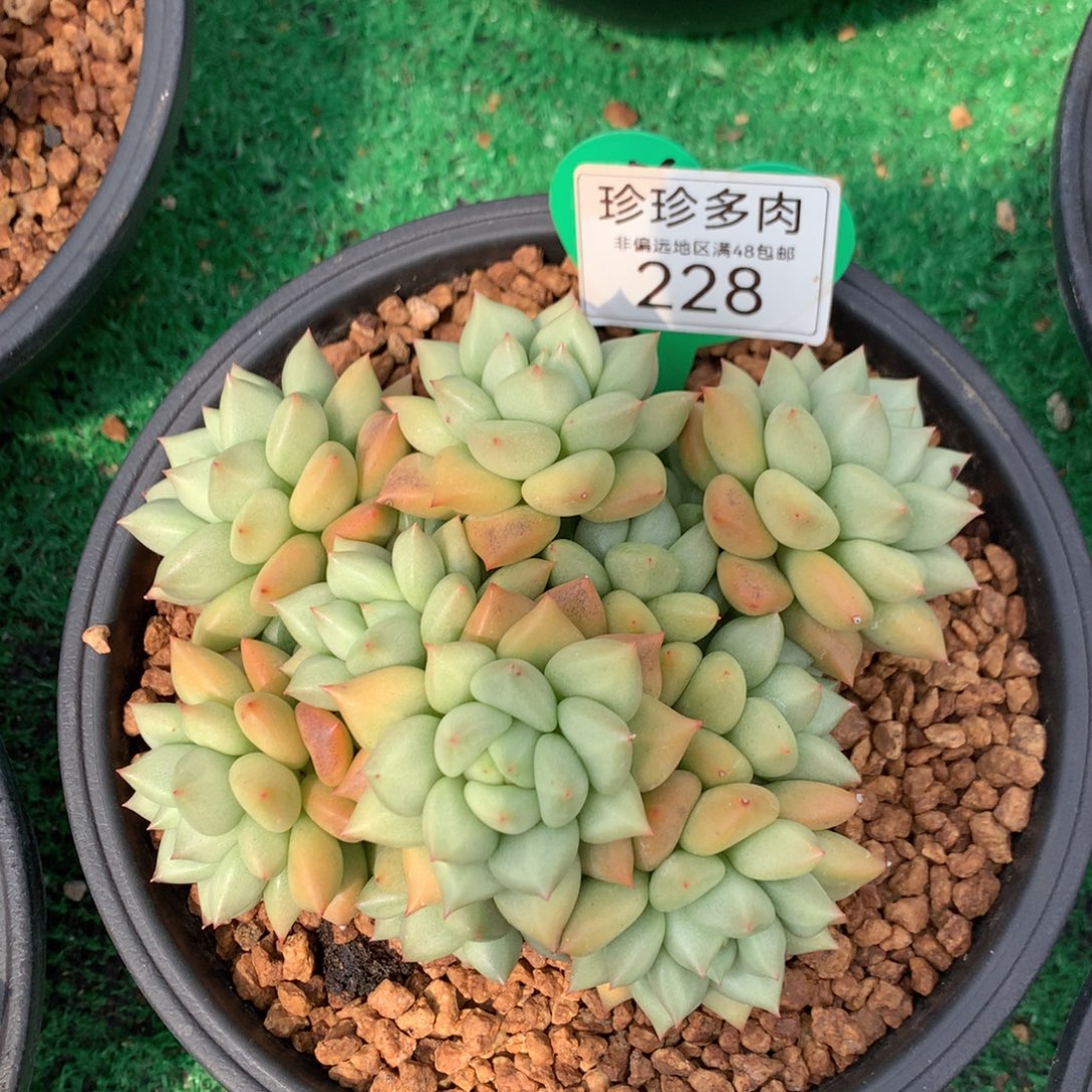 黄金象牙矮桩平头228