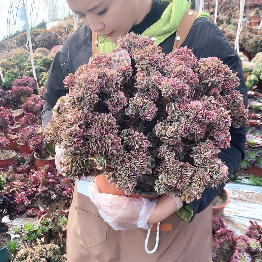 静***安050女巫带伤啊阿啊阿啊