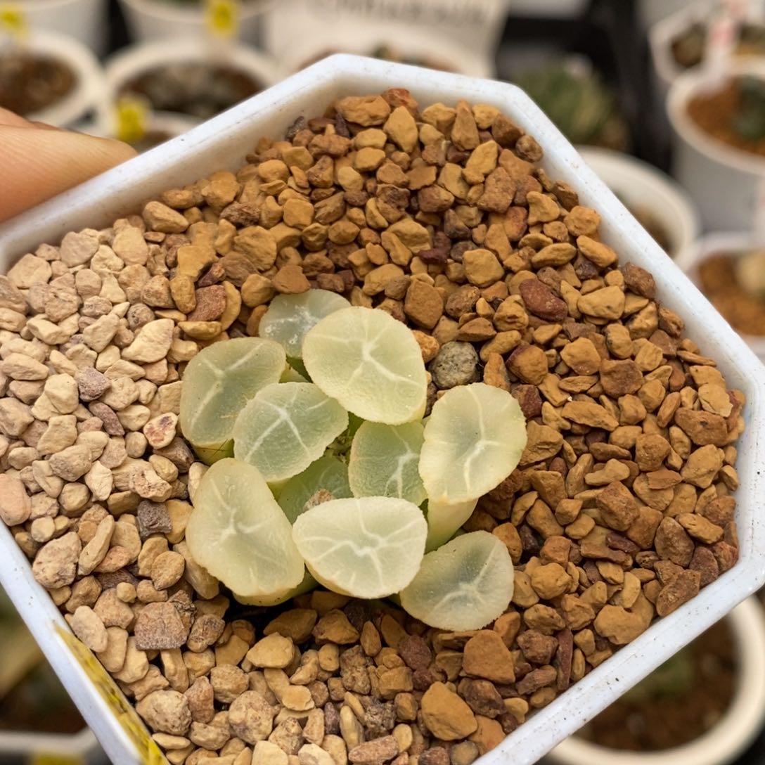 784糊斑万象多肉植物