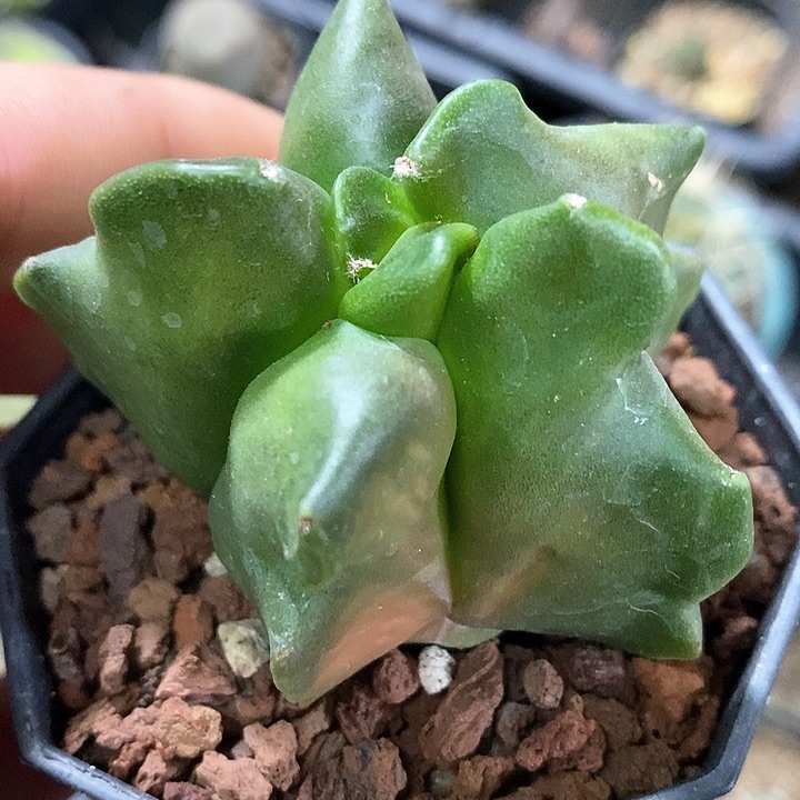 孤品实生福利角尤鸾凤玉