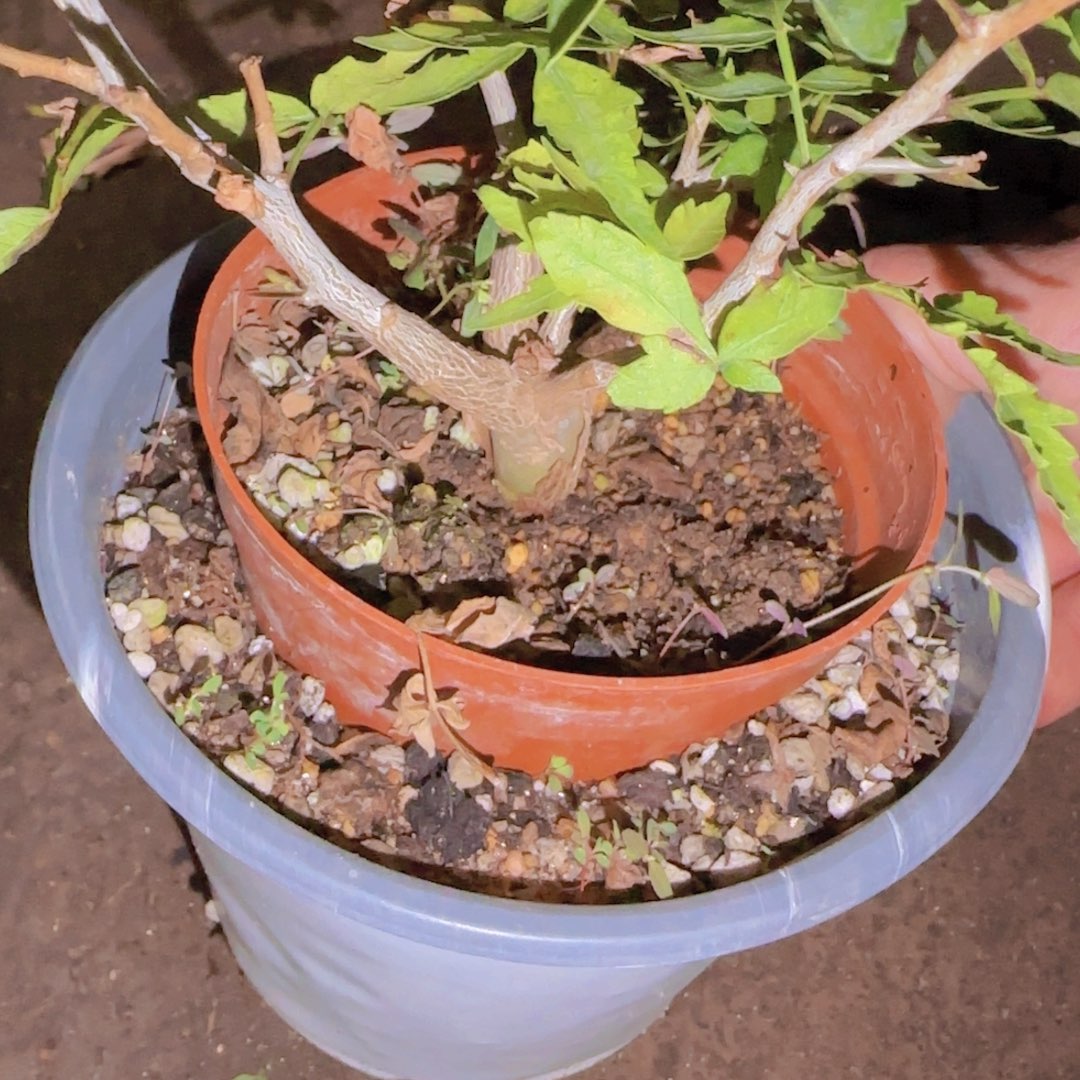 w***n块根植物块根植物