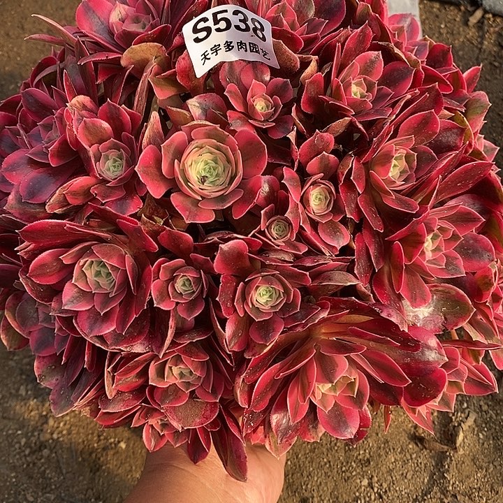 多肉植物女妖538多肉