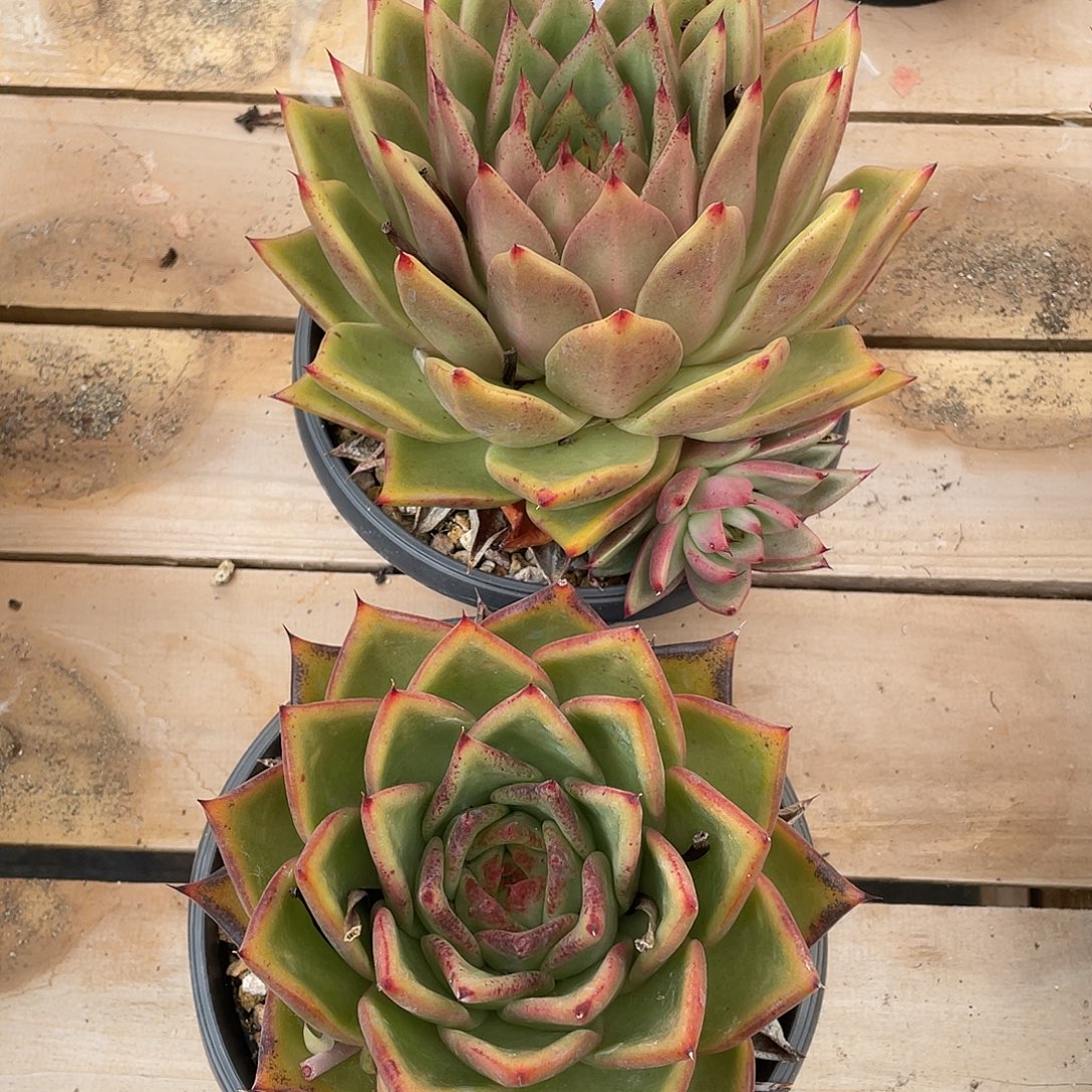 若如东云组拍E294