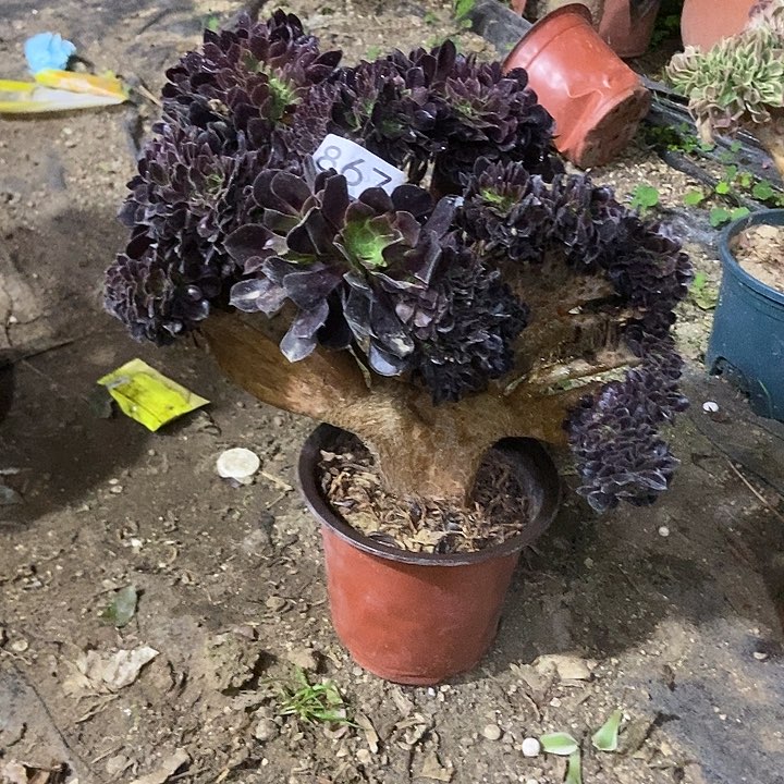 867欧紫缀化老板子法师