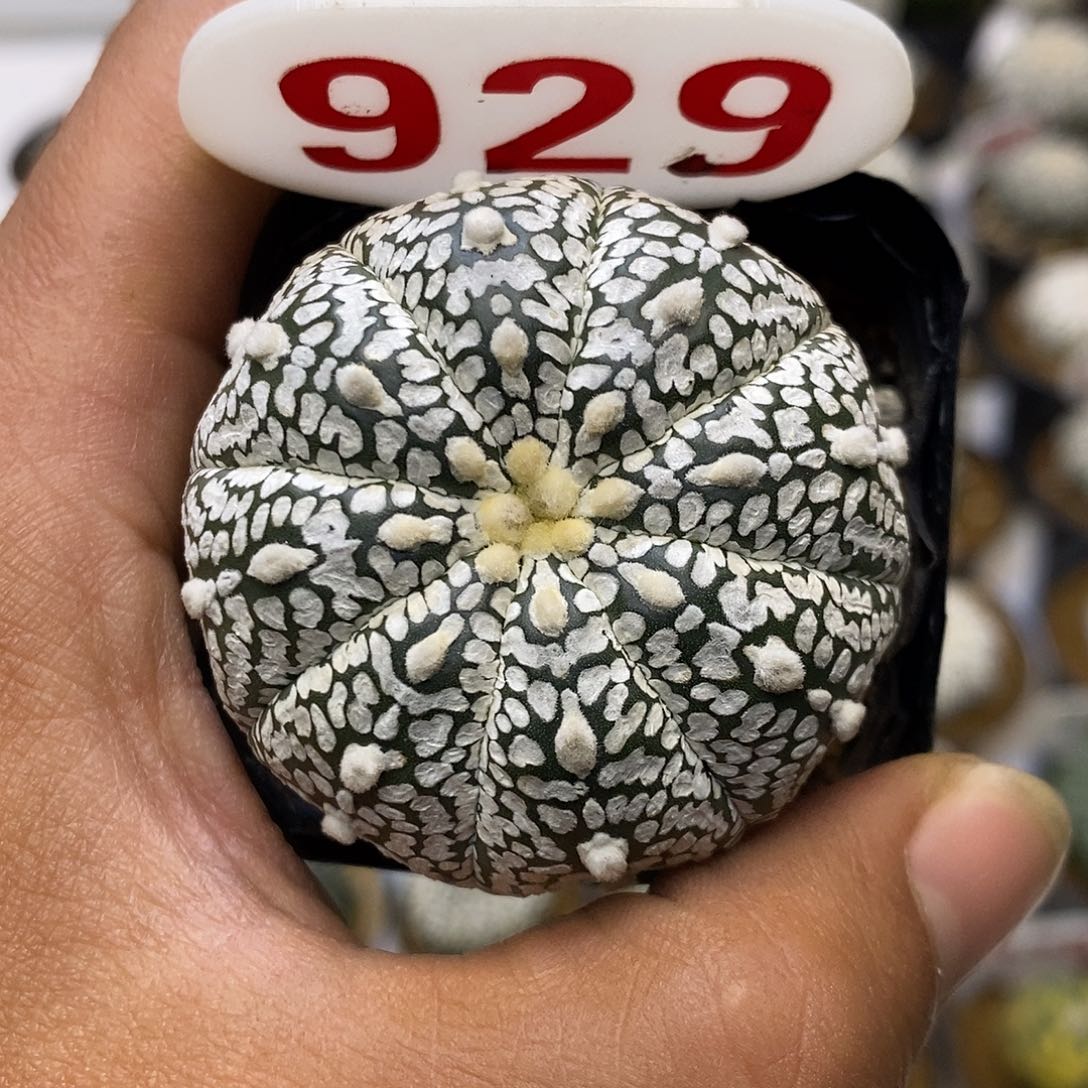 929福利特价来了哦吼吼