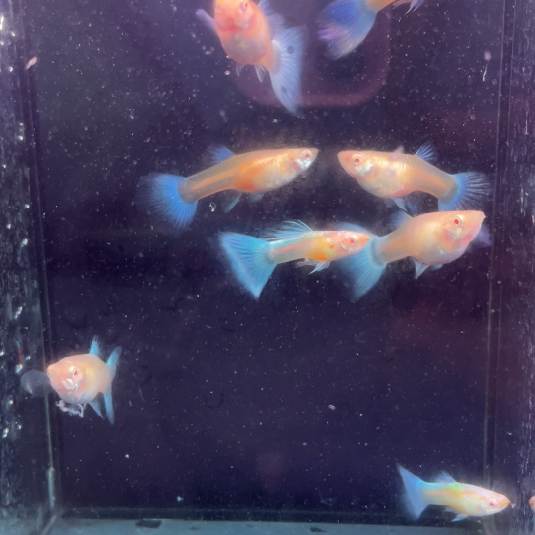 孔雀鱼 天空蓝4对