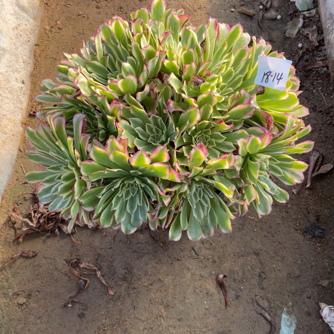 12-18-14荧光仙墨绣球