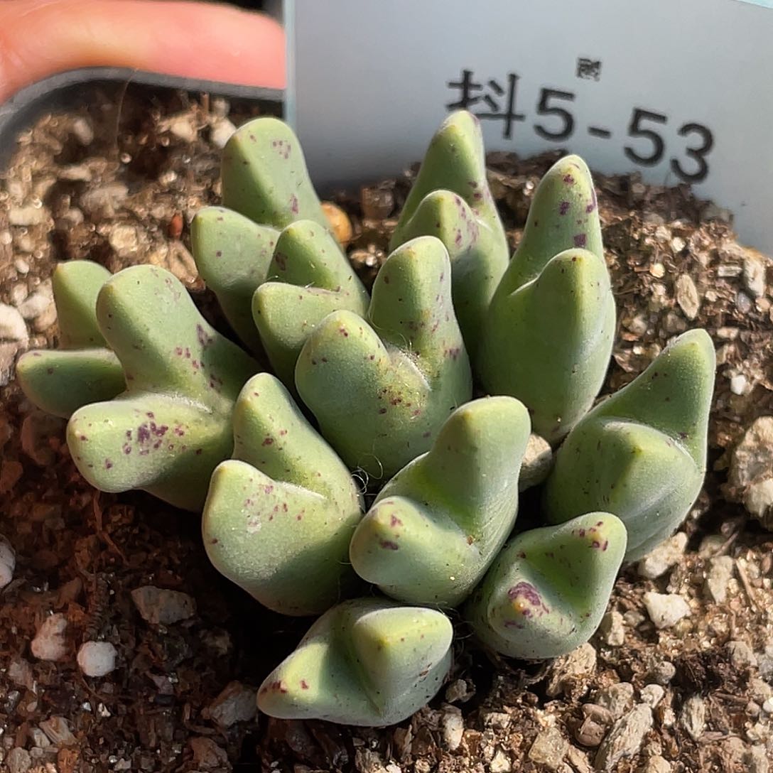 5-53肉锥514猪蹄多肉植物