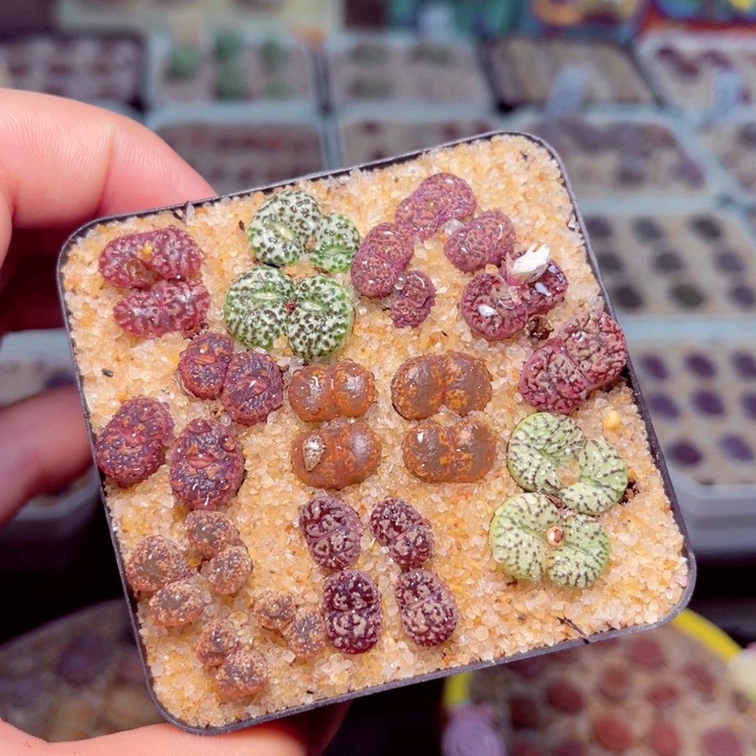 35号带盆包邮发货