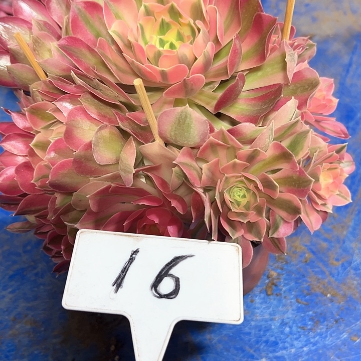 多肉植物粉女巫法师