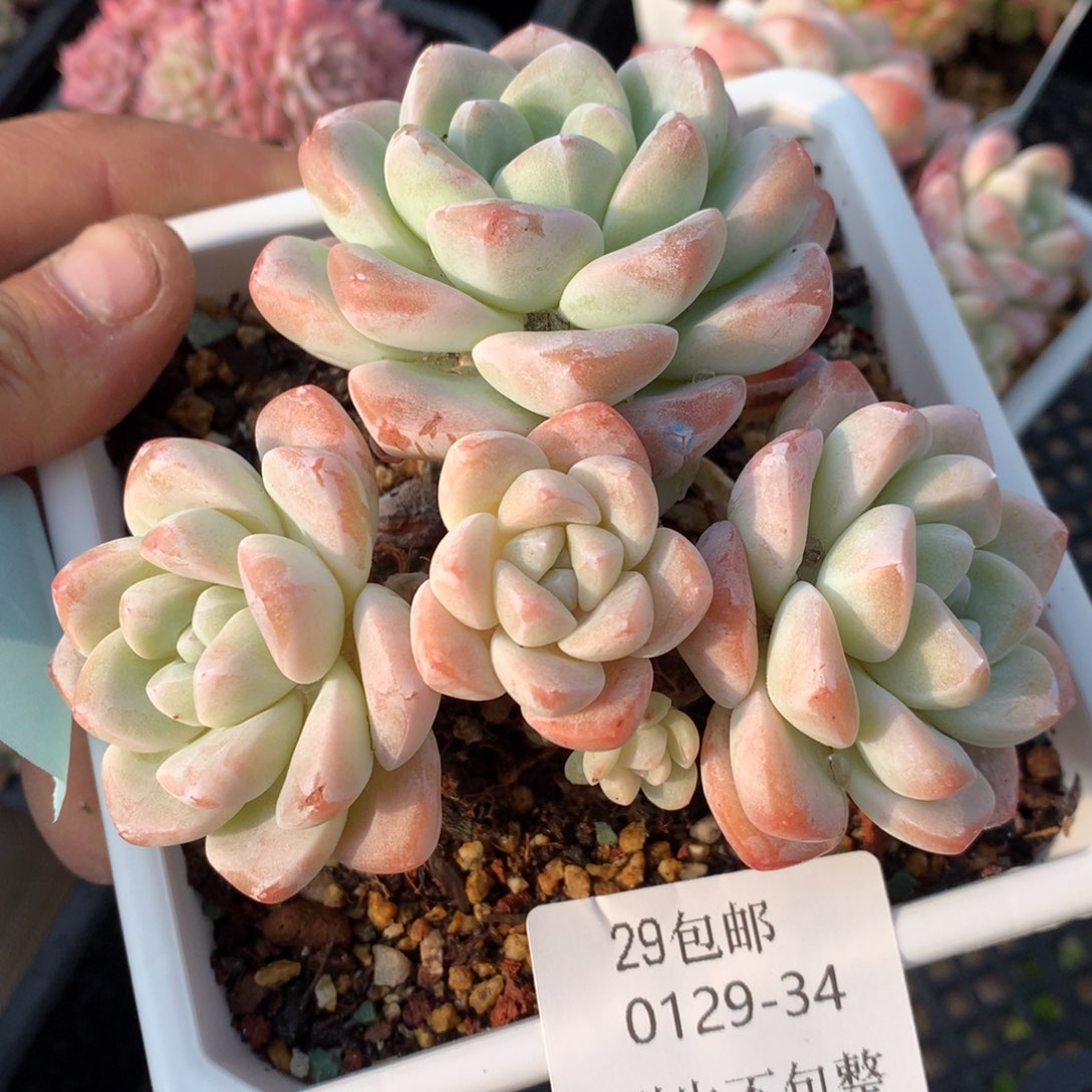 0129-34 冰玉老桩