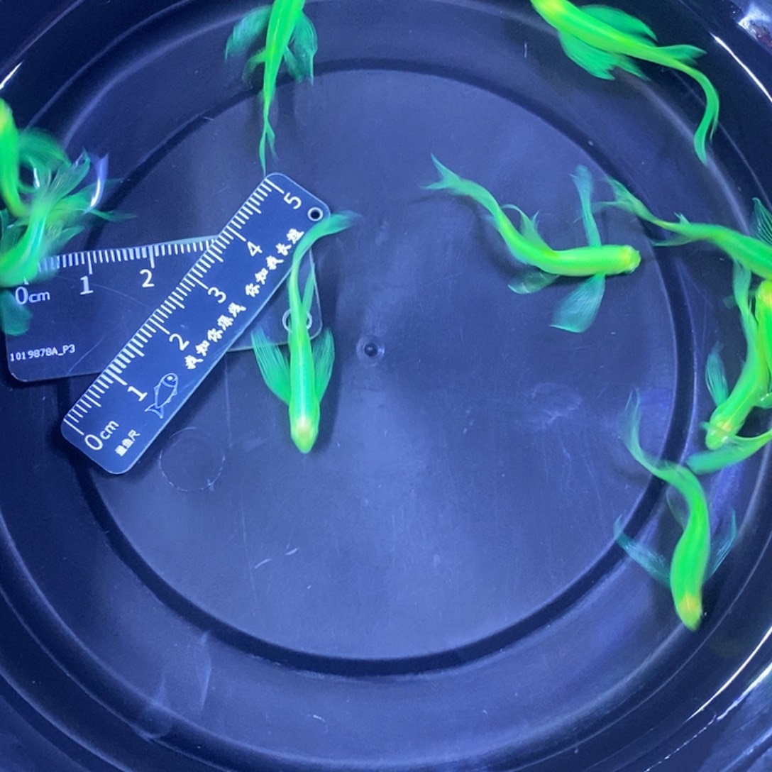 斑马鱼蝶翼斑马3-4厘米10条绿色