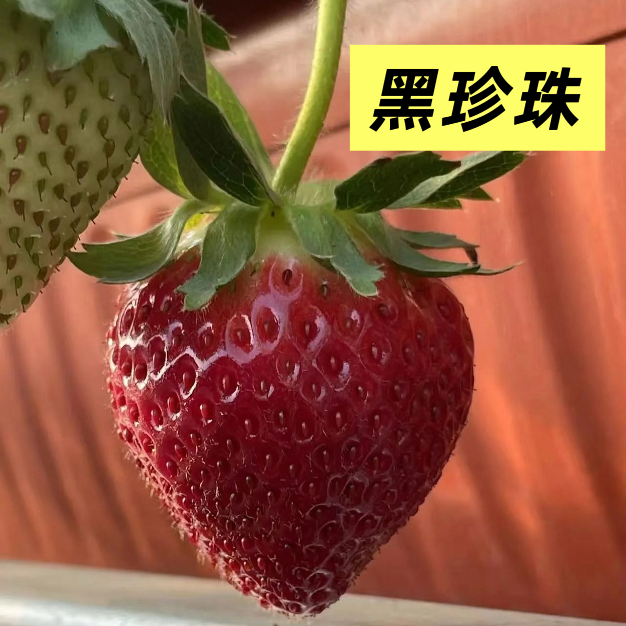 加仑盆栽奶油草莓带盆粉玉草莓苗阳台南北地栽庭院